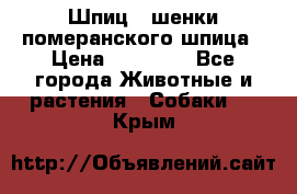 Шпиц - шенки померанского шпица › Цена ­ 20 000 - Все города Животные и растения » Собаки   . Крым